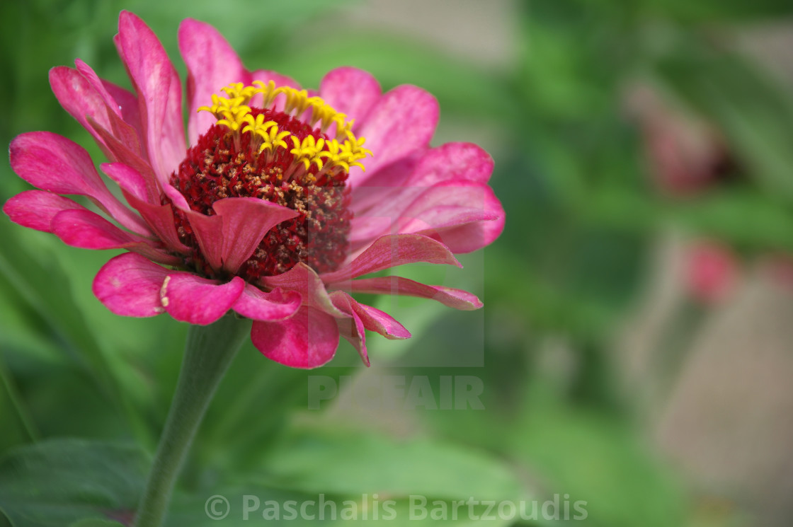 "A beautiful blossomed Zinnia flower" by Paschalis Bartzoudis - $13.78 "A beautiful blossomed Zinnia flower" stock image