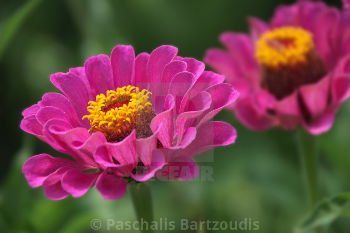 "A beautiful blossomed Zinnia flower" by Paschalis Bartzoudis - $13.78 "A beautiful blossomed Zinnia flower" stock image