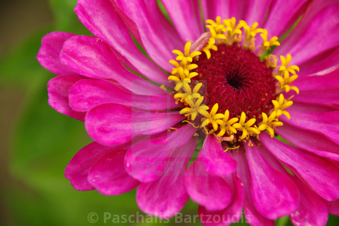 "A beautiful blossomed Zinnia flower" by Paschalis Bartzoudis - $13.78 "A beautiful blossomed Zinnia flower" stock image