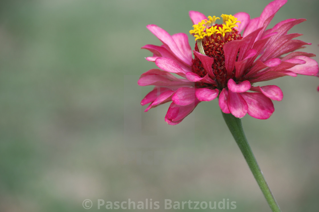 "A beautiful blossomed Zinnia flower" by Paschalis Bartzoudis - $13.78 "A beautiful blossomed Zinnia flower" stock image