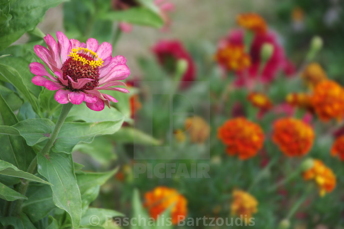 "A beautiful blossomed Zinnia flower" by Paschalis Bartzoudis - $13.78 "A beautiful blossomed Zinnia flower" stock image