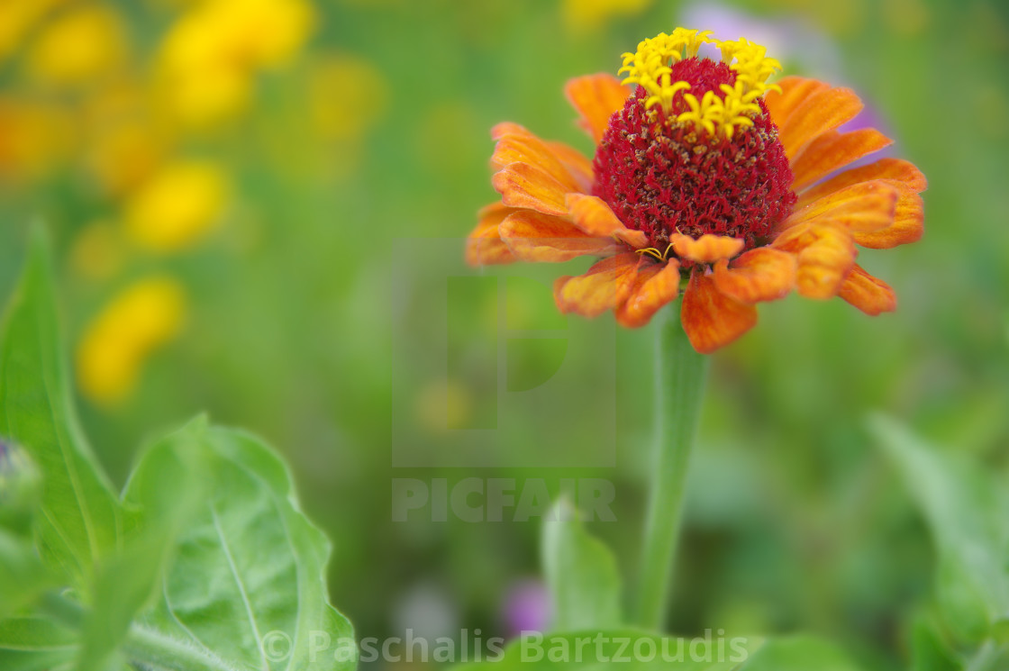 "A beautiful blossomed Zinnia flower" by Paschalis Bartzoudis - $13.78 "A beautiful blossomed Zinnia flower" stock image