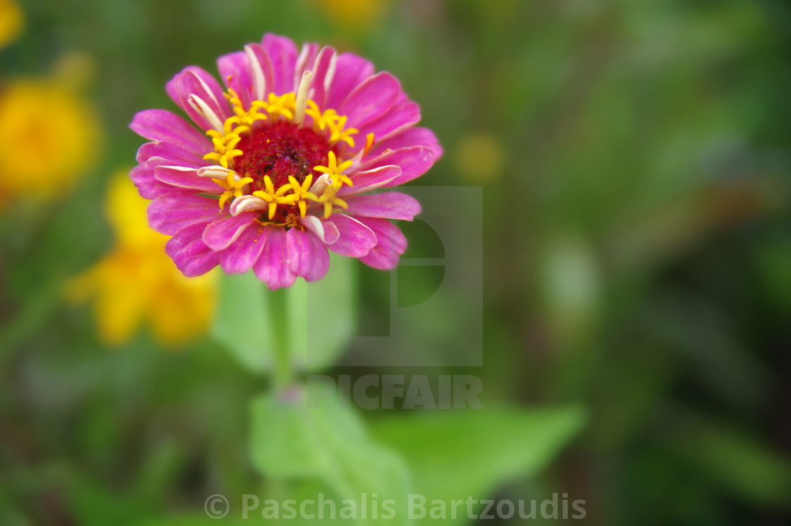 "A beautiful blossomed Zinnia flower" by Paschalis Bartzoudis - $13.78 "A beautiful blossomed Zinnia flower" stock image