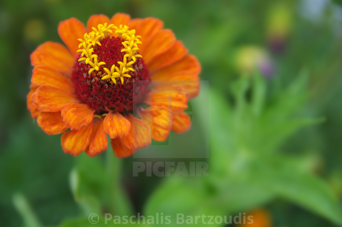 "A beautiful blossomed Zinnia flower" by Paschalis Bartzoudis - $13.78 "A beautiful blossomed Zinnia flower" stock image