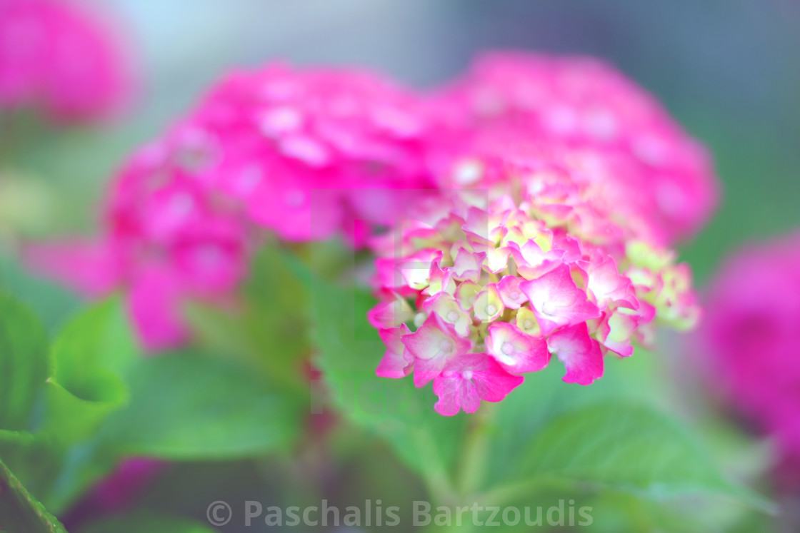 "Soft focused wild spring flowers" by Paschalis Bartzoudis - $13.78 "Soft focused wild spring flowers" stock image