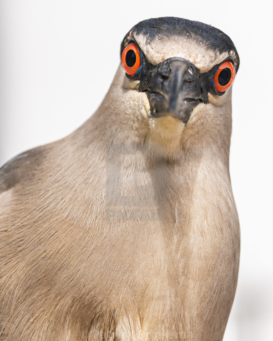 "Black-Crowned Night-Heron" stock image