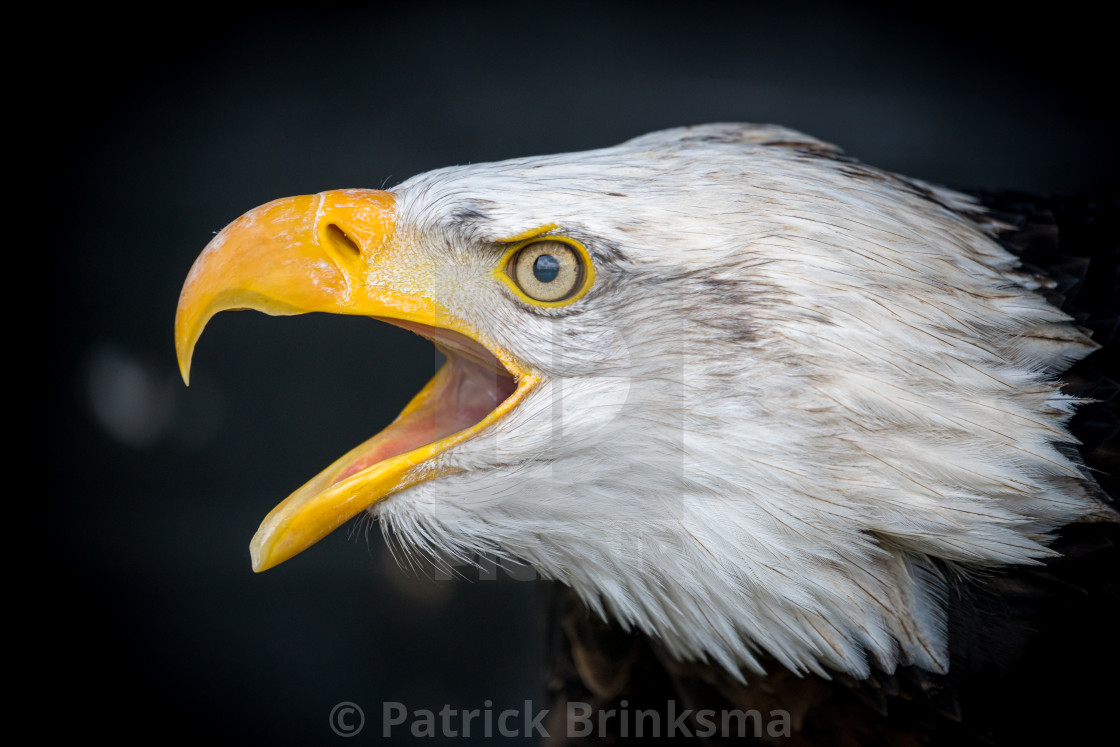 "Bald Eagle With Open Beak" stock image