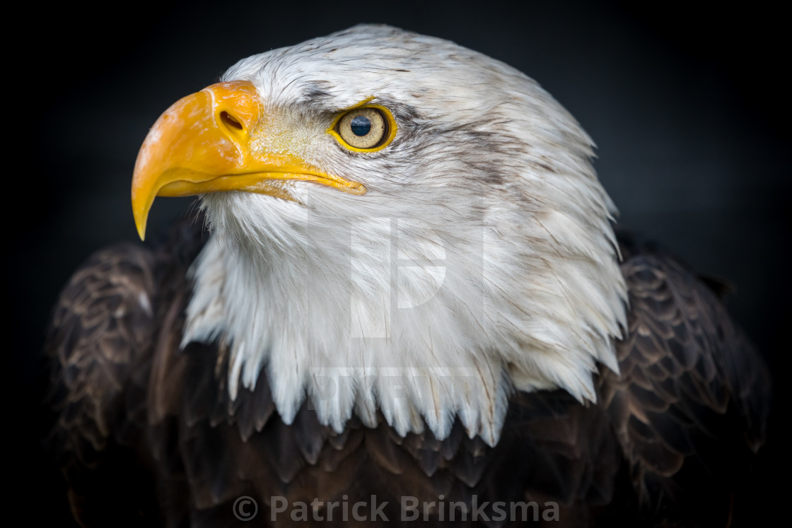 "Bald Eagle" stock image