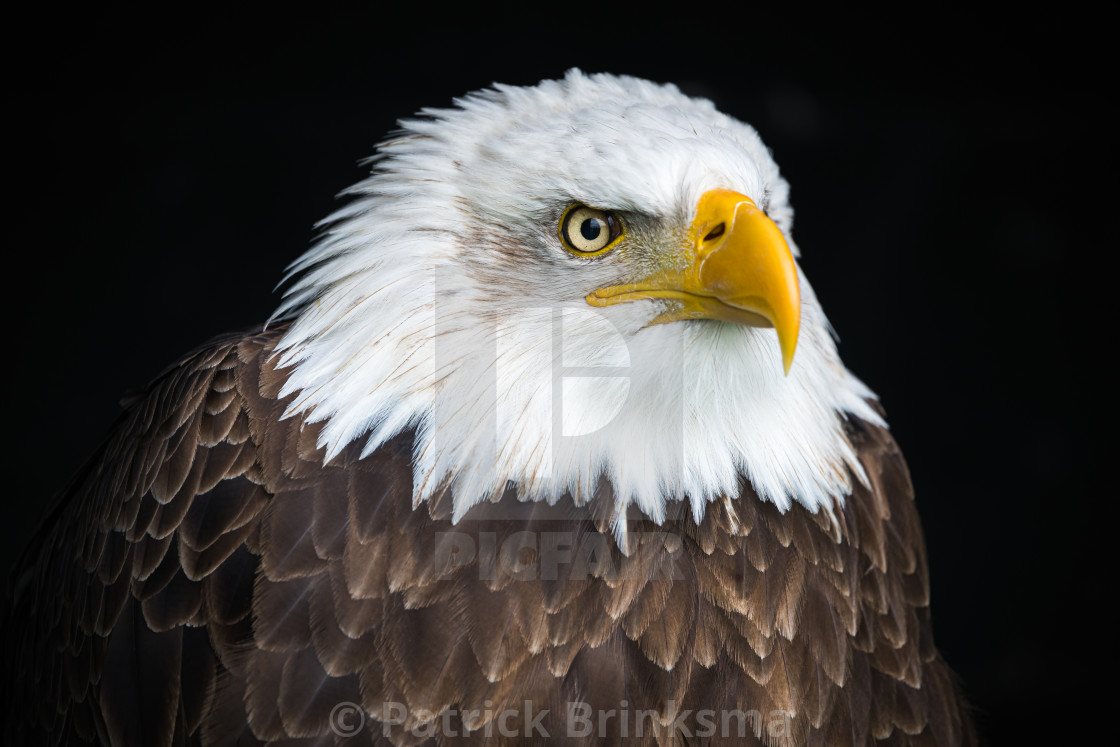 "Bald Eagle" stock image