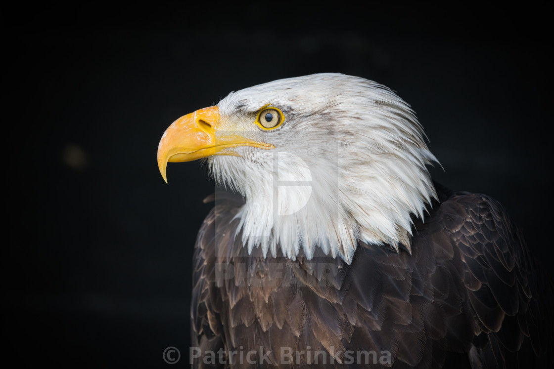 "Bald Eagle" stock image