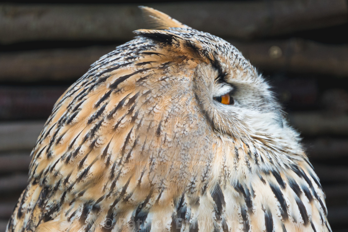 "Eurasian Eagle Owl" stock image