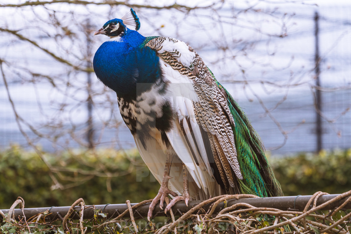 "Peacock (Peafowl)" stock image