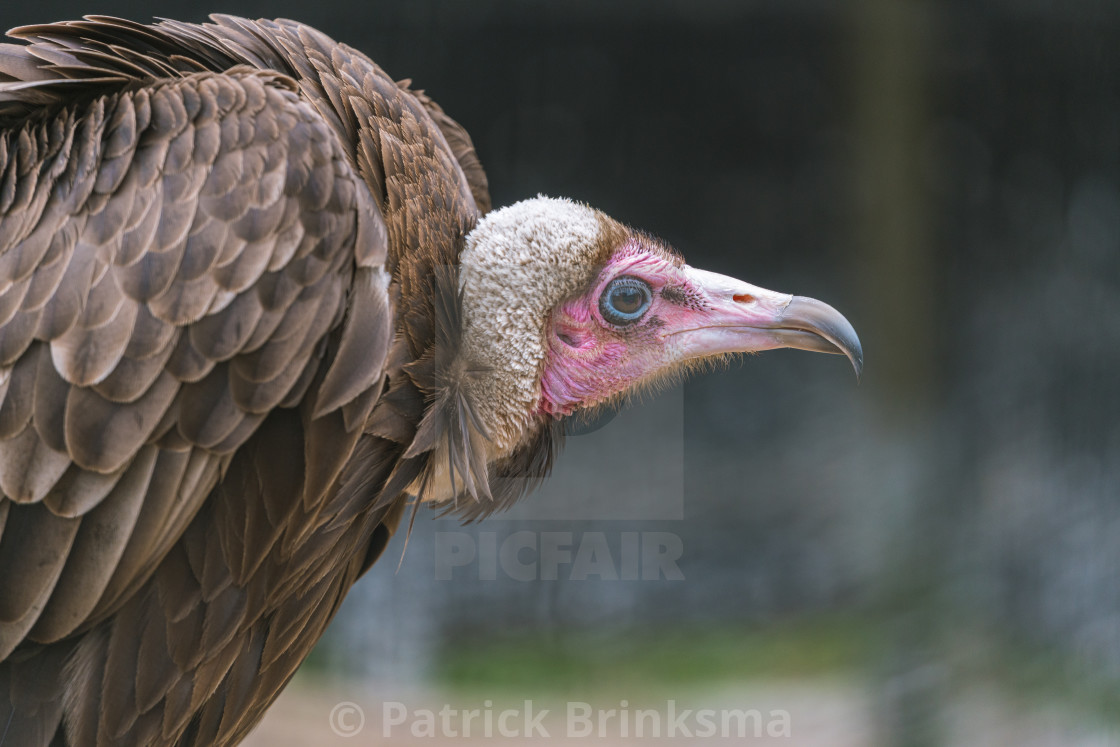 "Hooded Vulture" stock image