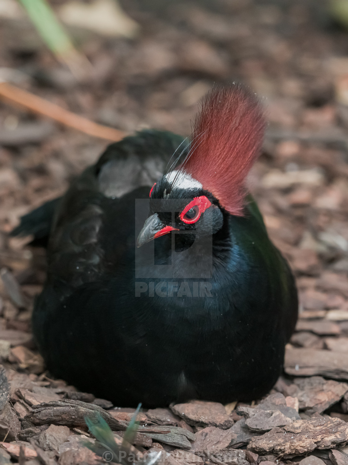 "Crested Partridge" stock image