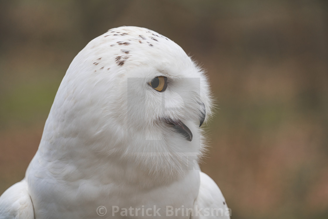 "Snow Owl" stock image