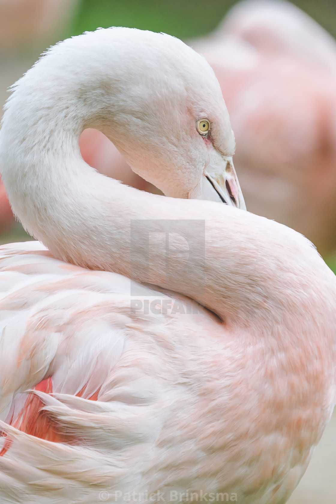 "Chillean Flamingo" stock image