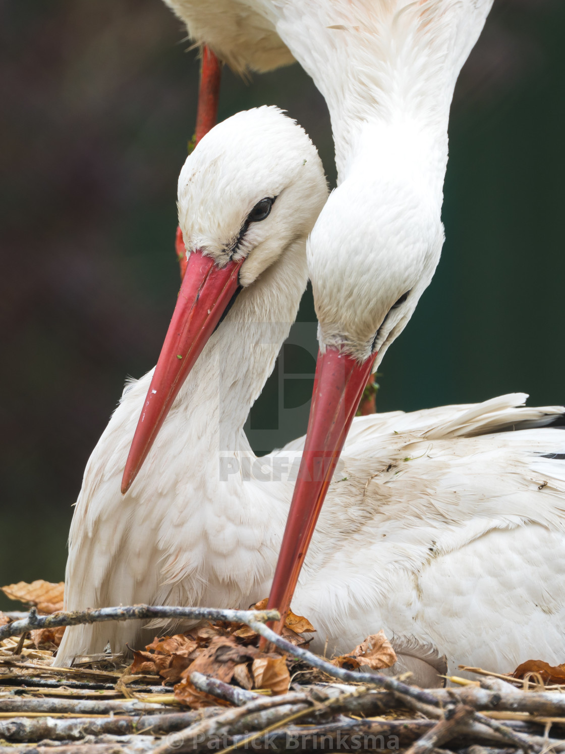 "Breeding White Storks" stock image