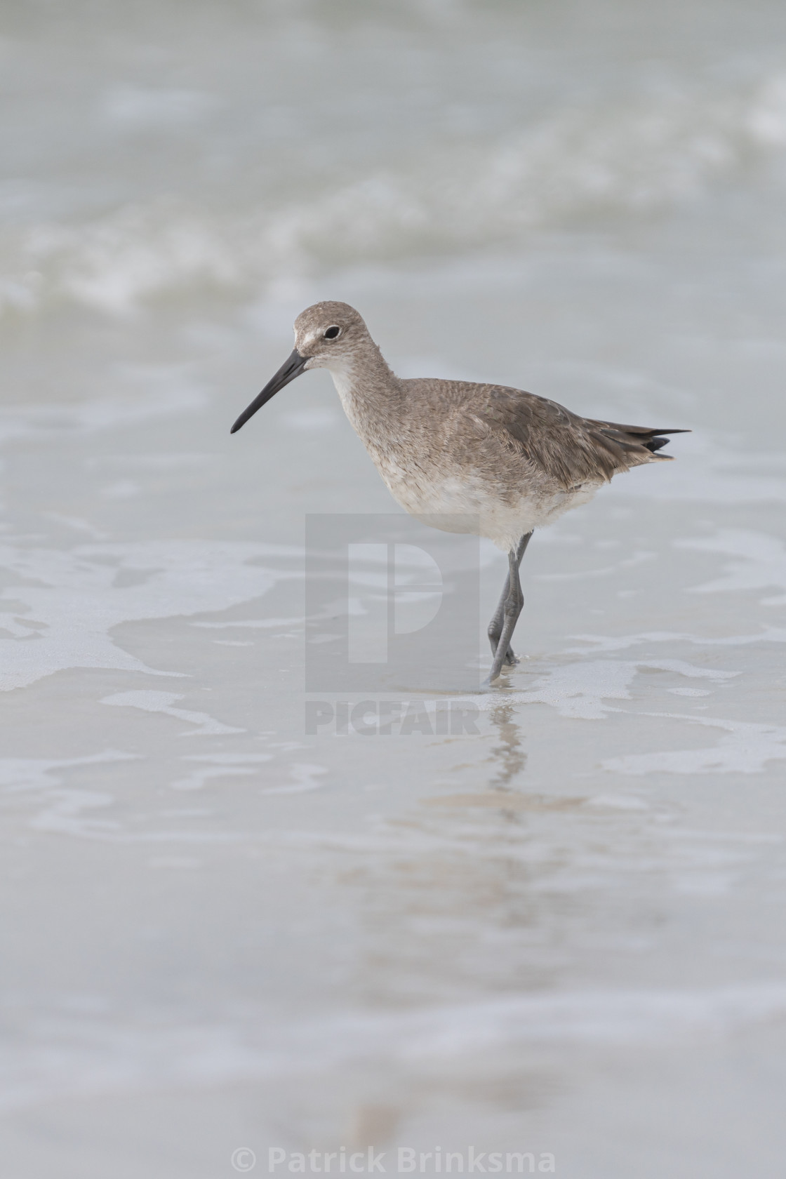 "Curlew Sandpiper" stock image