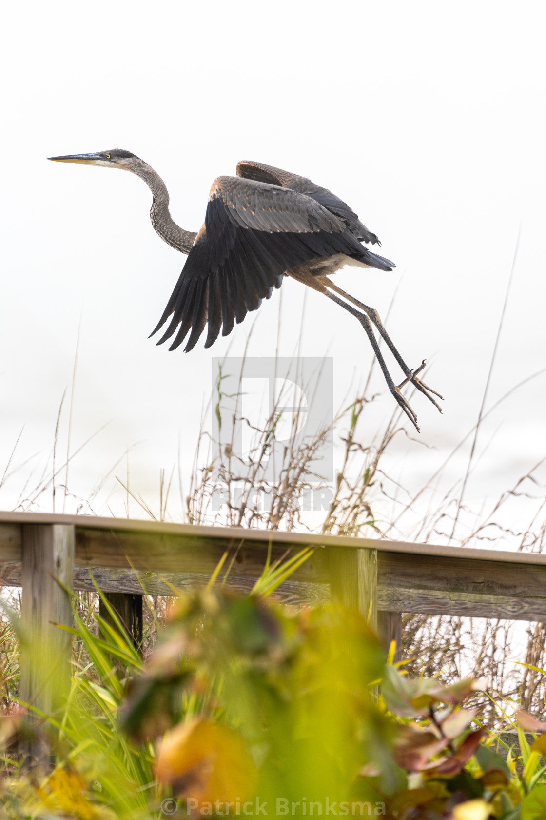 "Great Blue Heron Flying" stock image