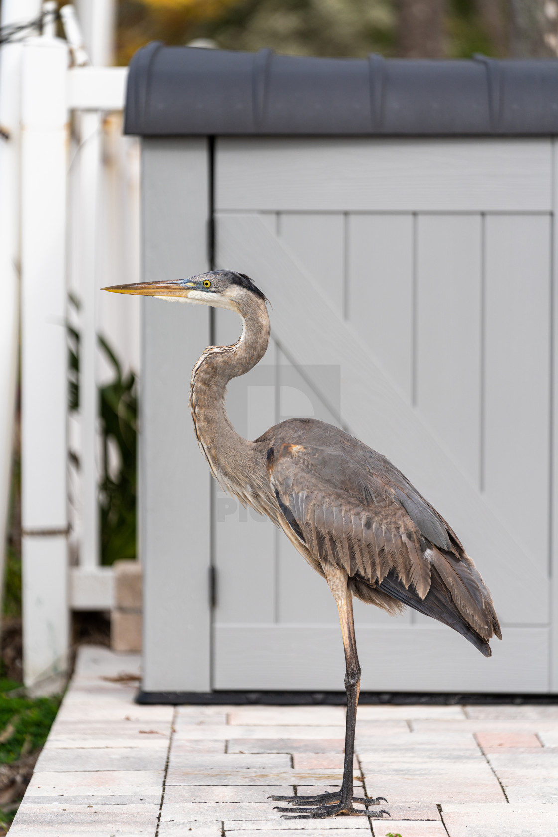 "Great Blue Heron" stock image