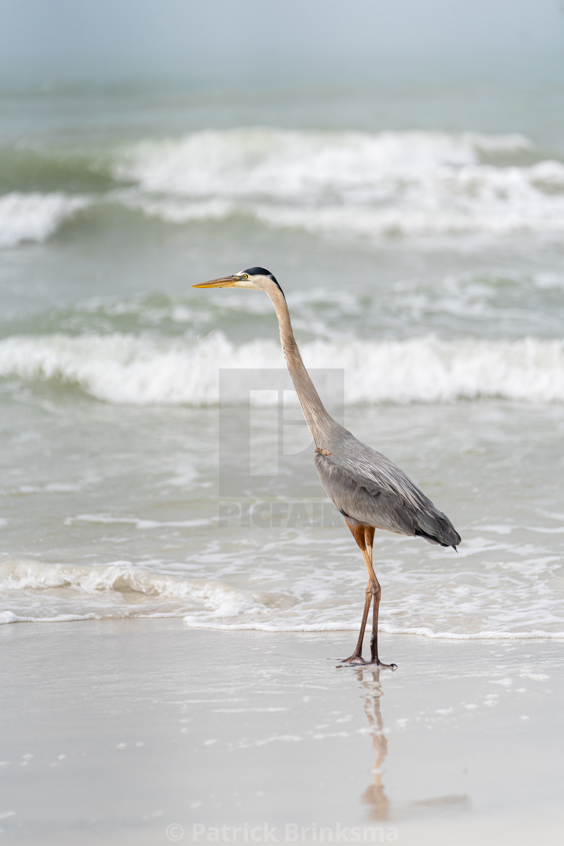 "Great Blue Heron On The Beach" stock image