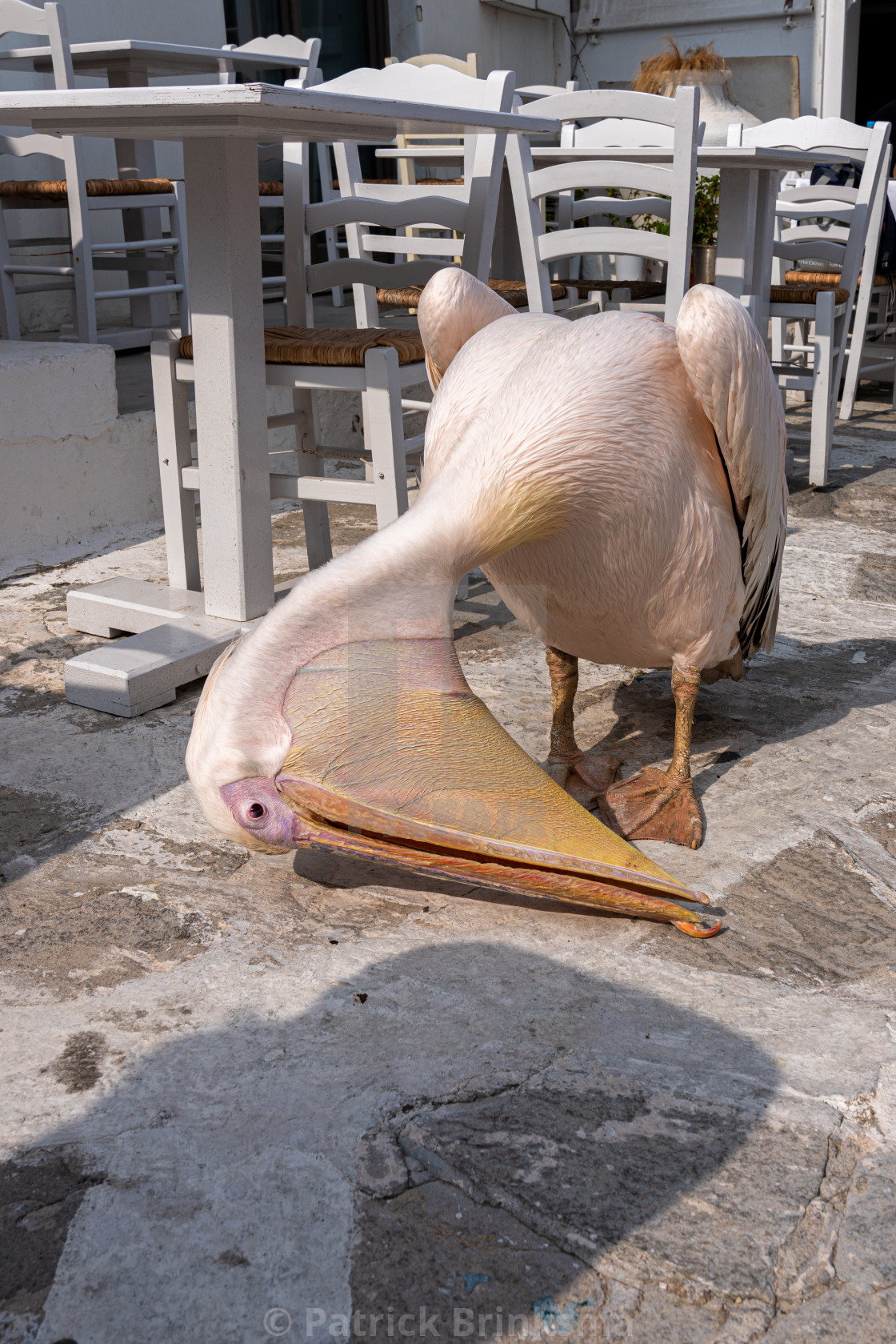 "Pink Pelican" stock image