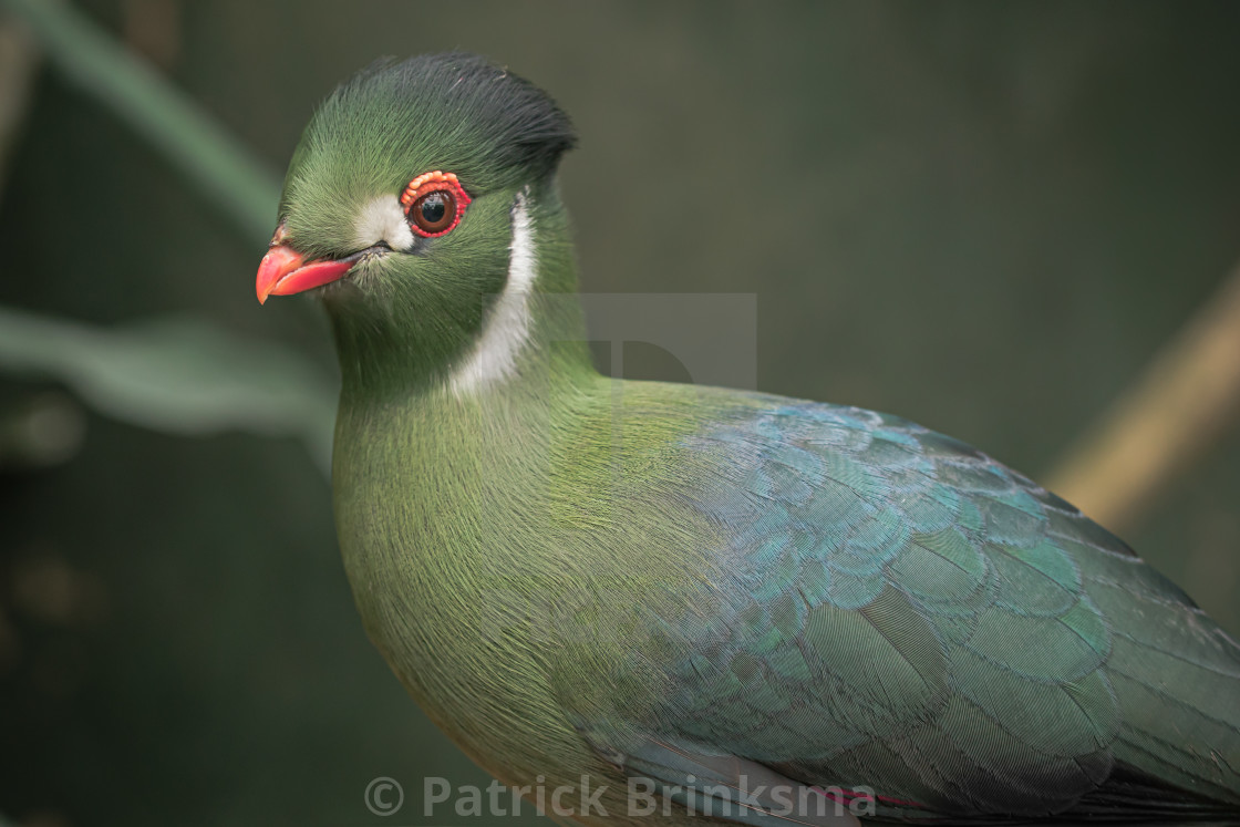 "Turaco" stock image