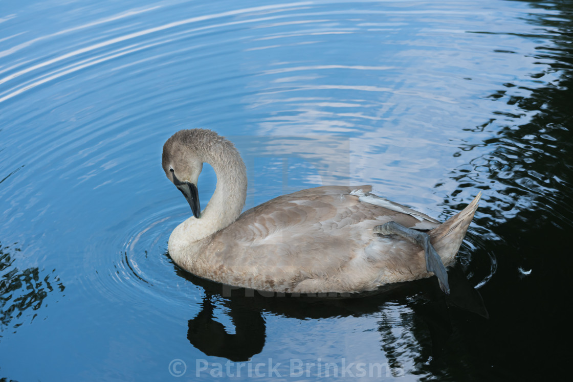 "Yound Adult Swan" stock image