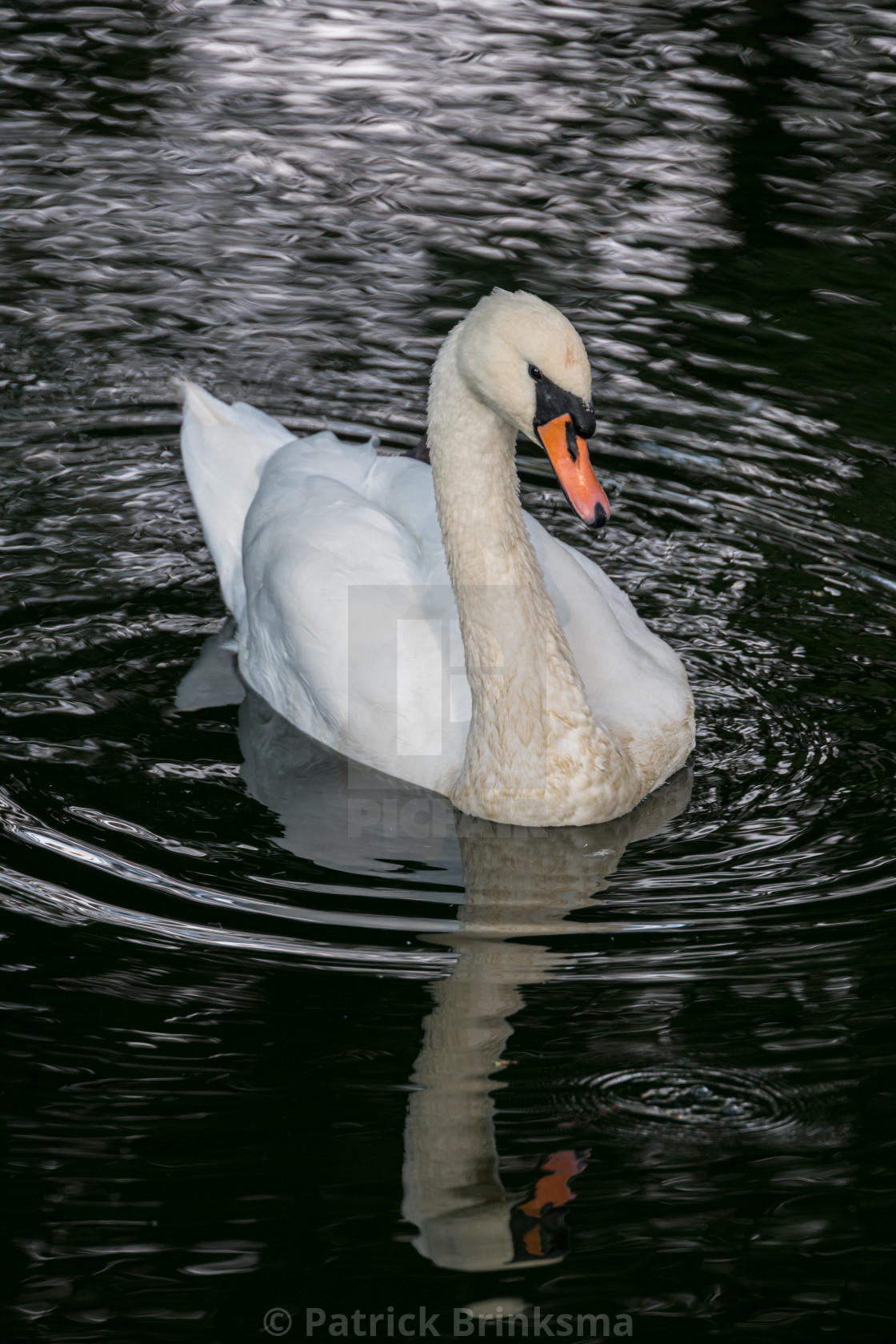 "Swan" stock image