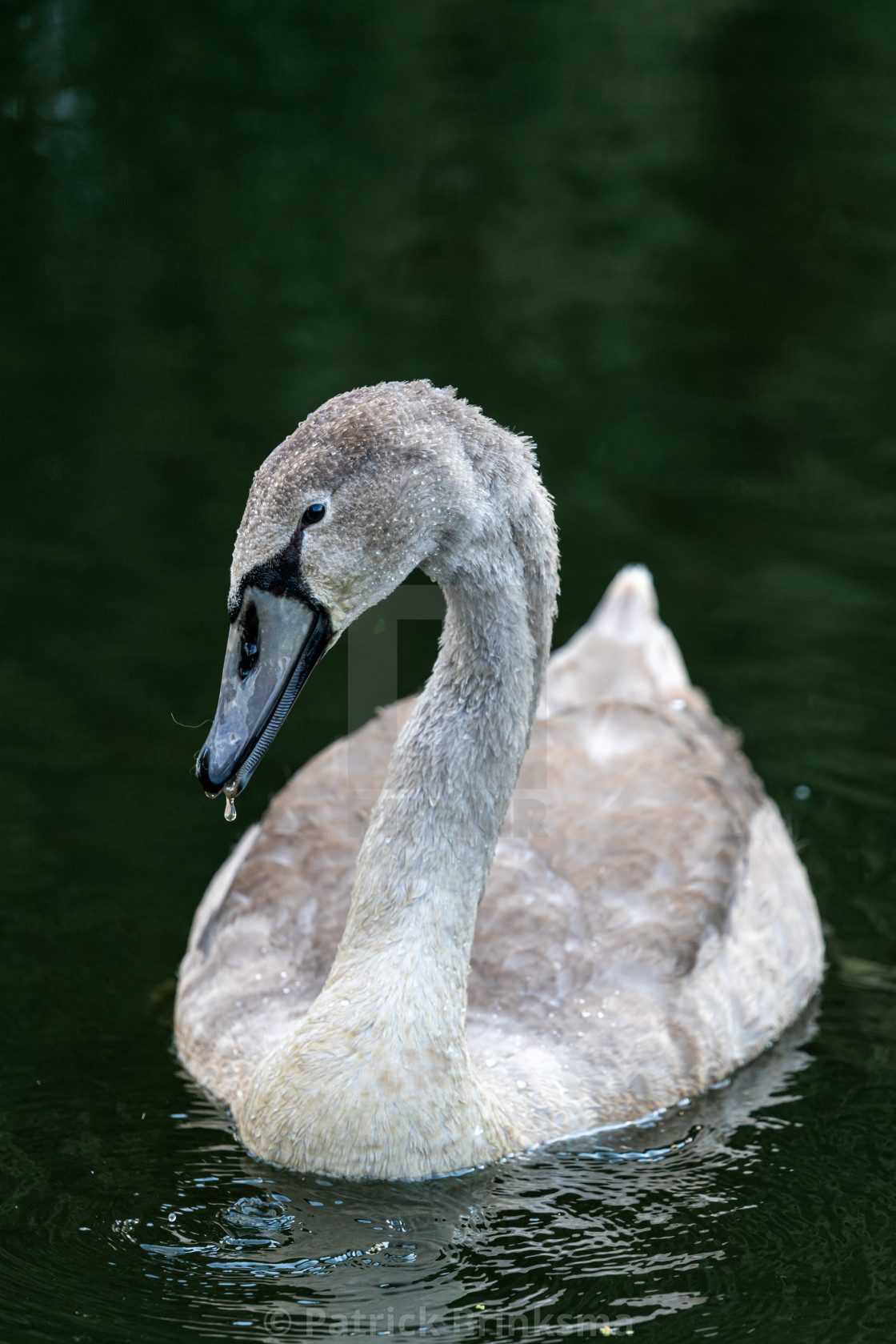 "Yound Adult Swan" stock image