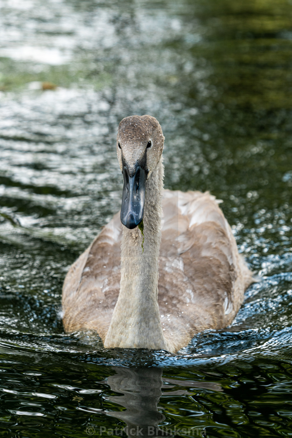 "Yound Adult Swan" stock image