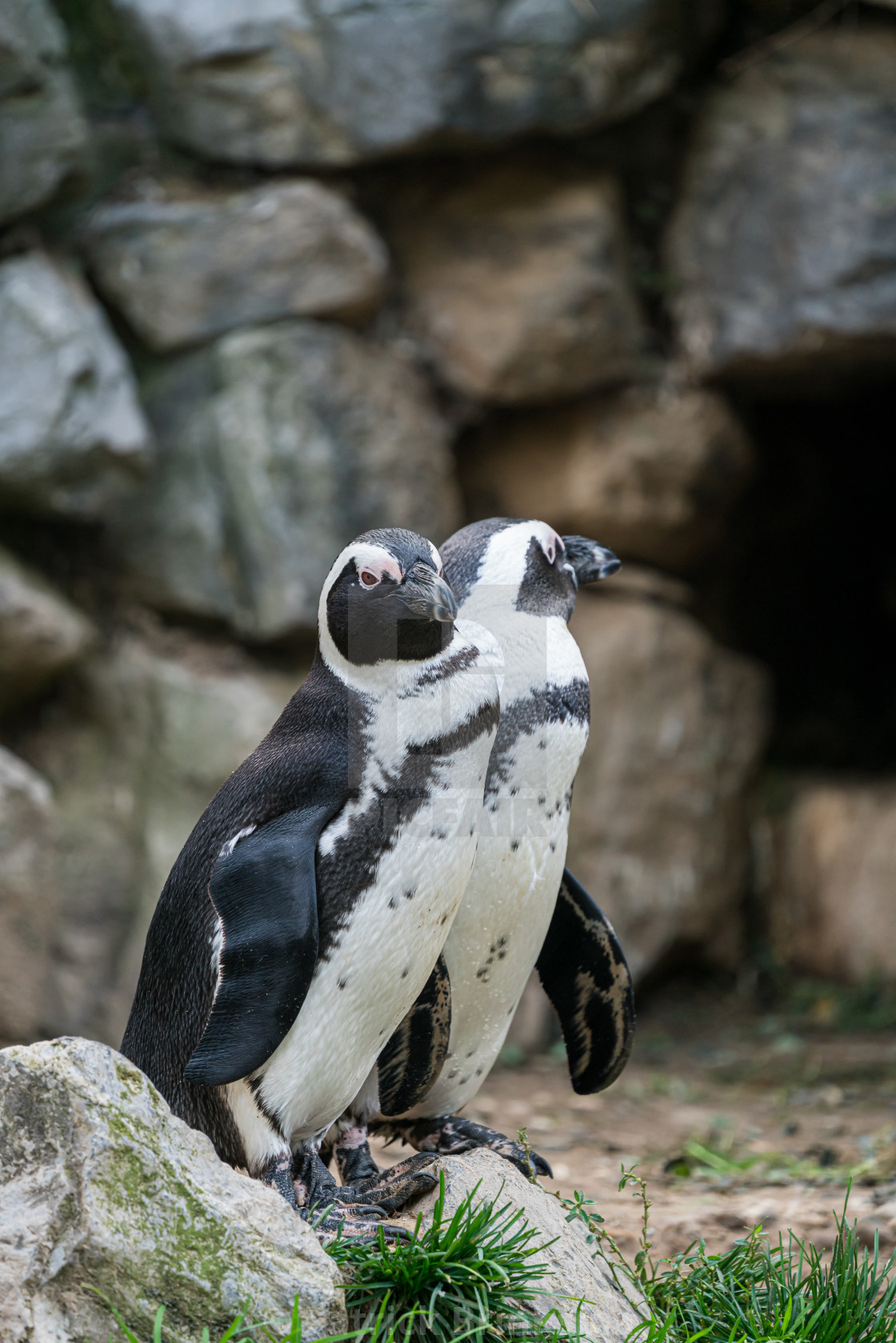 "Penguin Brothers" stock image