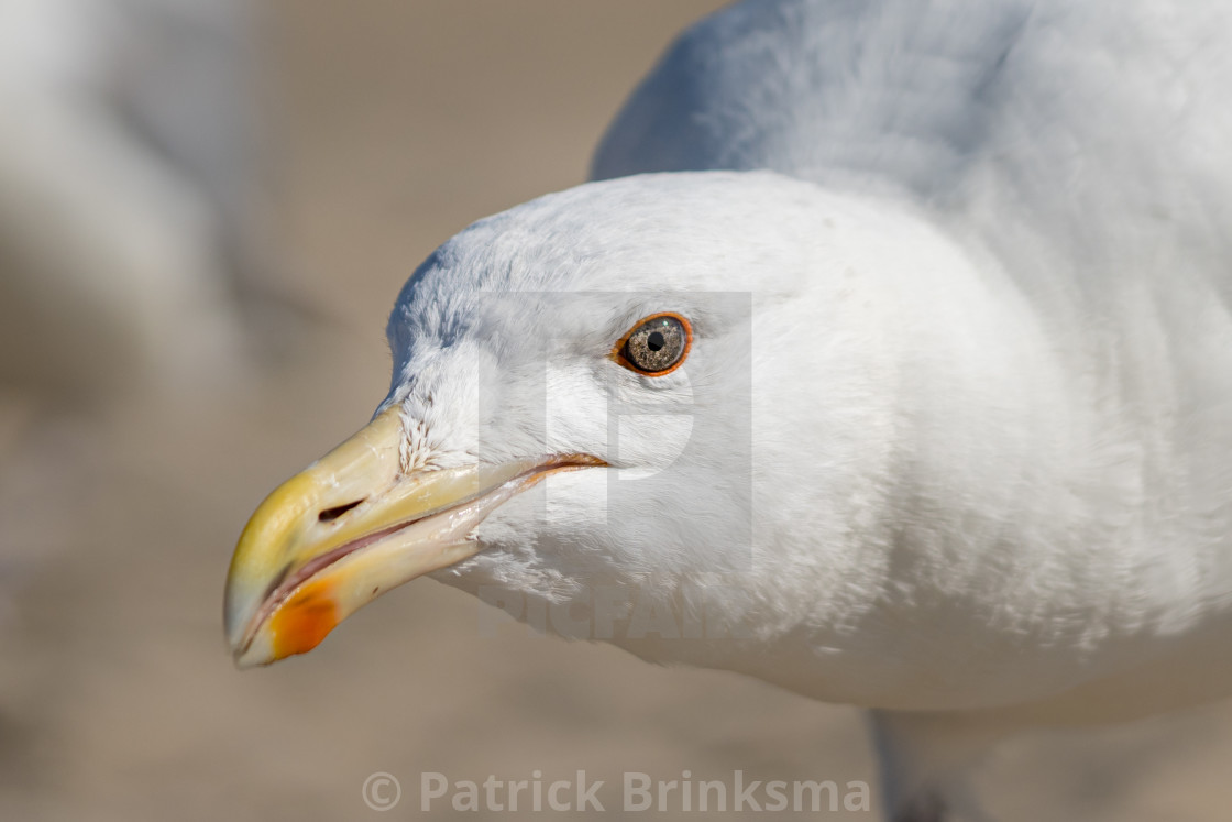 "Seagull Close-Up" stock image