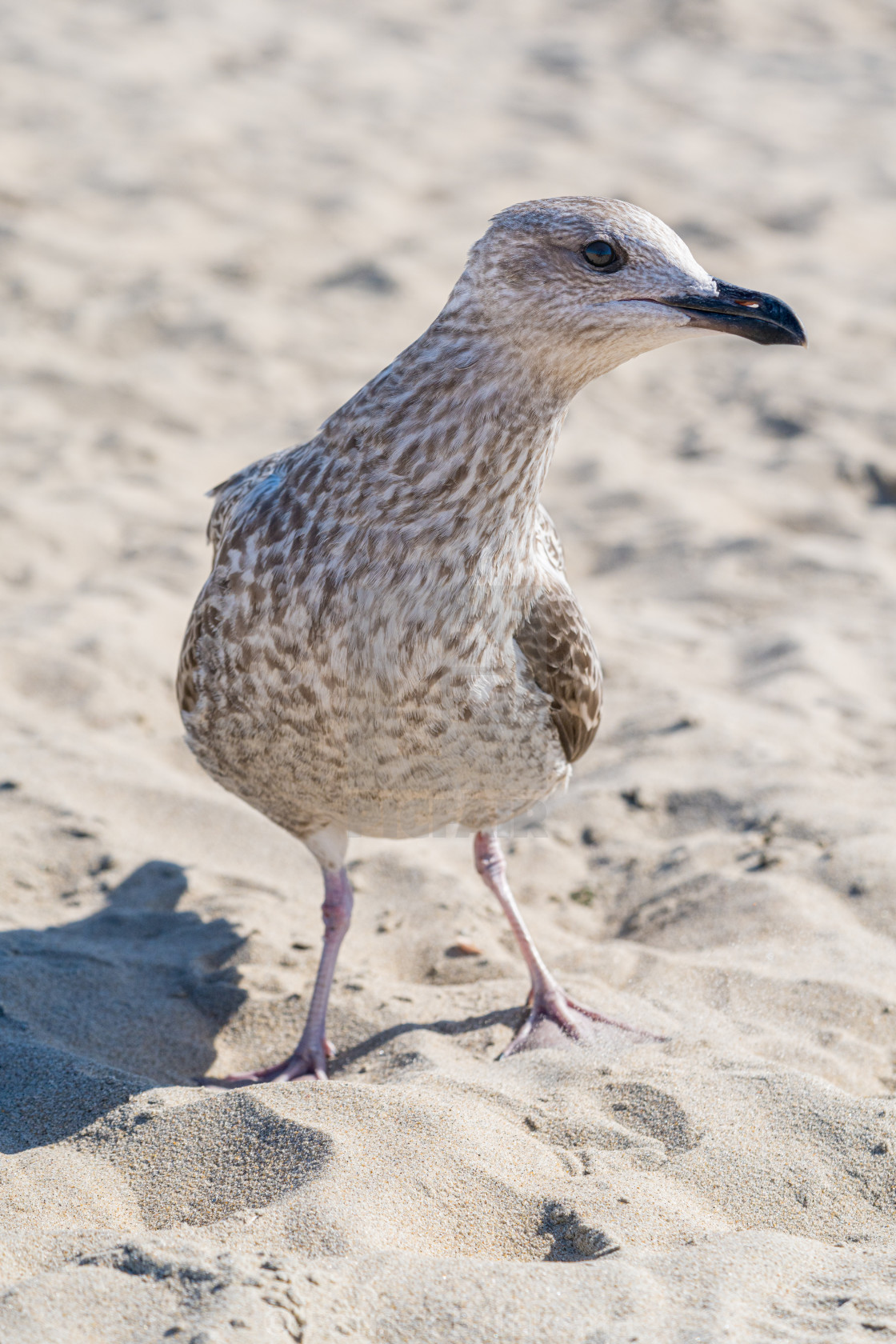 "Seagull Being Curious" stock image