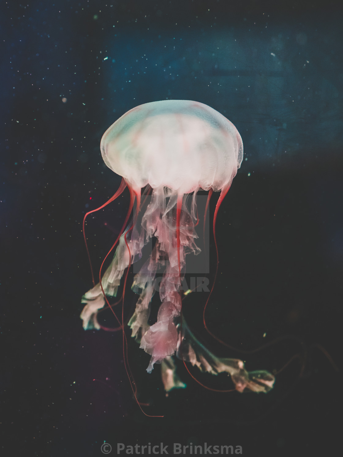"Jellyfish" by Patrick Brinksma - $30.61 "Jellyfish" stock image