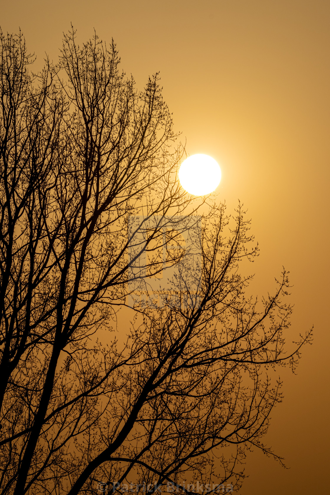 "Sunset Captured By A Tree" stock image