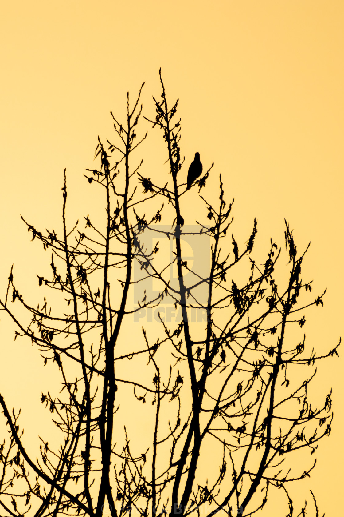 "Pigeon In a Tree During Sunset" stock image