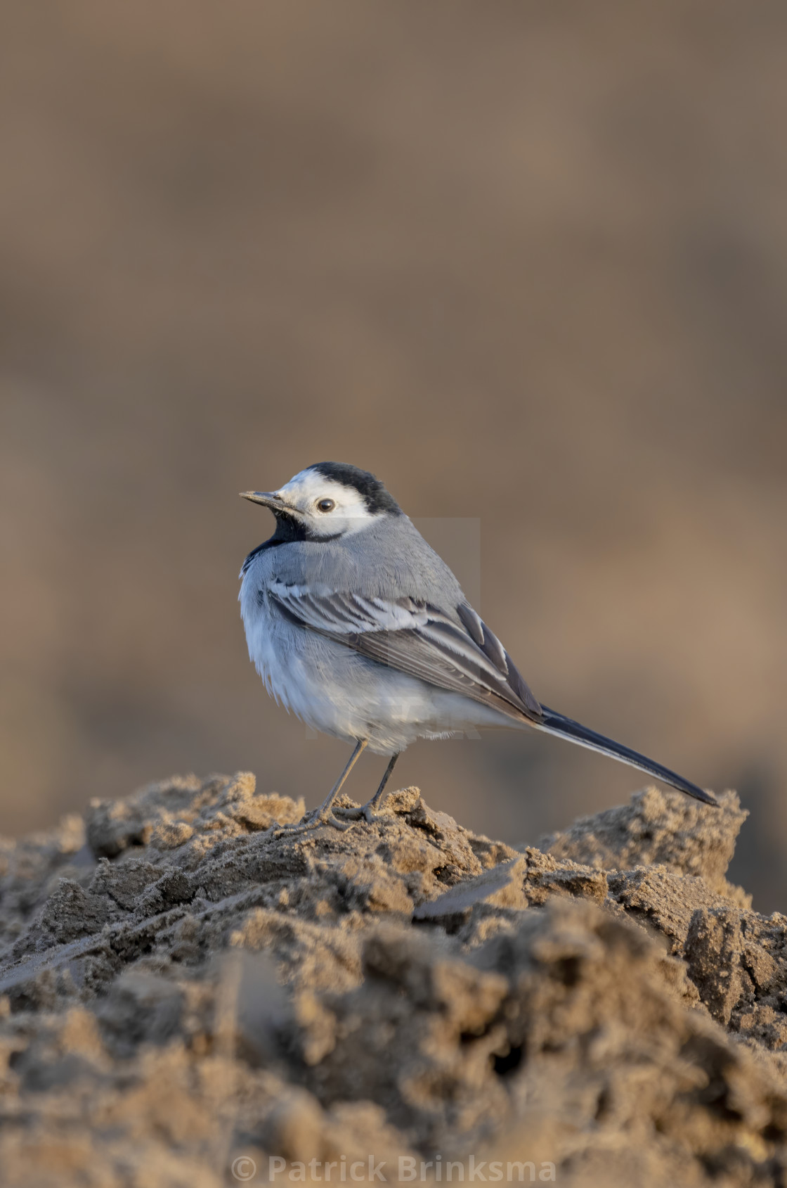 "White Wagtail" by Patrick Brinksma - $18.37 "White Wagtail" stock image