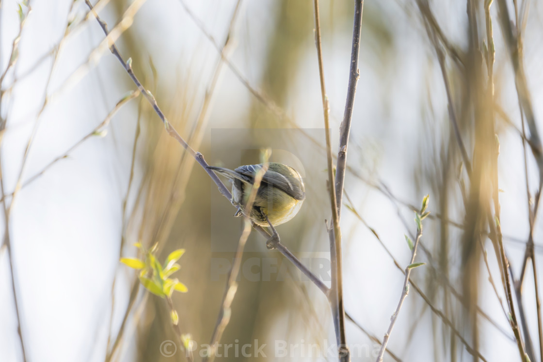 "Great Tit Enjoying Sunset" stock image