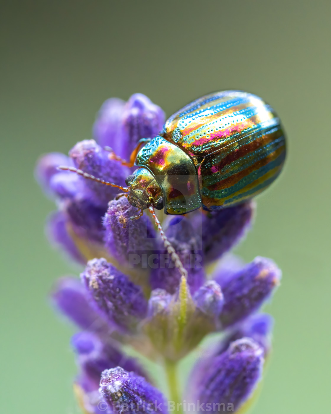 "Rosemary Beetle" stock image