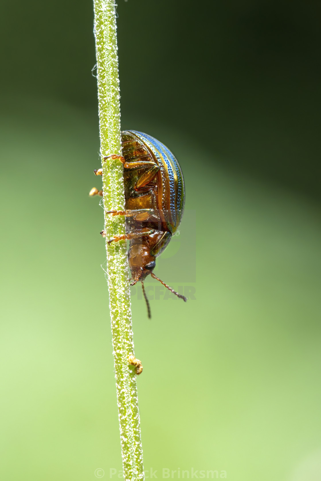 "Rosemary Beetle" stock image