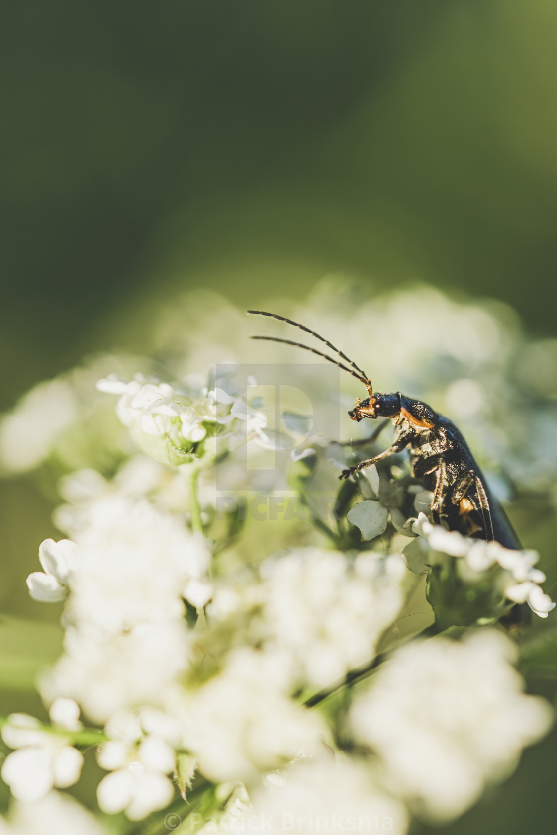 "Little insect on a flower" stock image