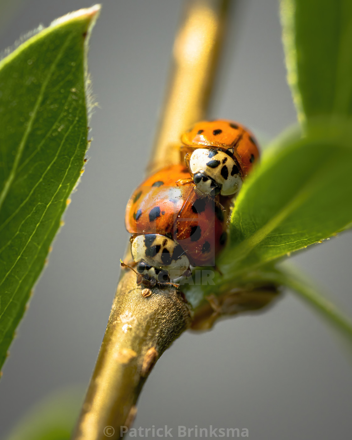 "Two ladybugs on a branch" stock image