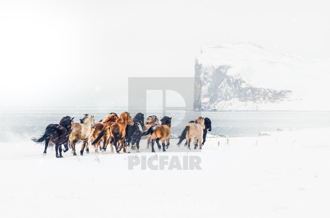 "Icelandic horses on the run" by Patryk Kollar - £24.80 "Icelandic horses on the run" stock image