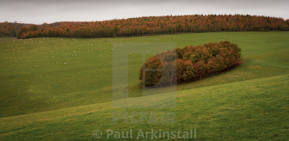"Cluster of autumn trees" by Paul Arkinstall - £4.96 "Cluster of autumn trees" stock image