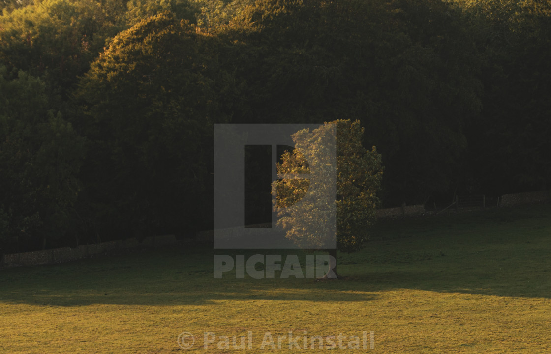 "A lonely tree in the evening sun" by Paul Arkinstall - £4.96 "A lonely tree in the evening sun" stock image