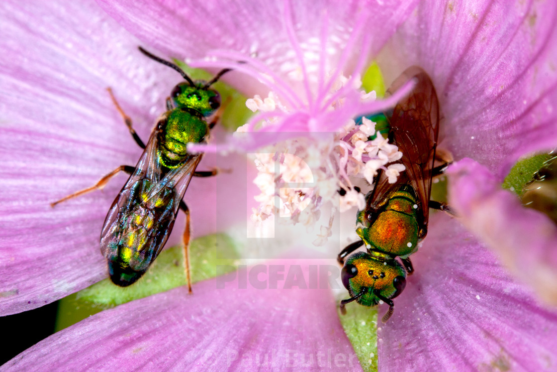 "2 Green Bees in Blossom" by Paul Butler - $15.54 "2 Green Bees in Blossom" stock image
