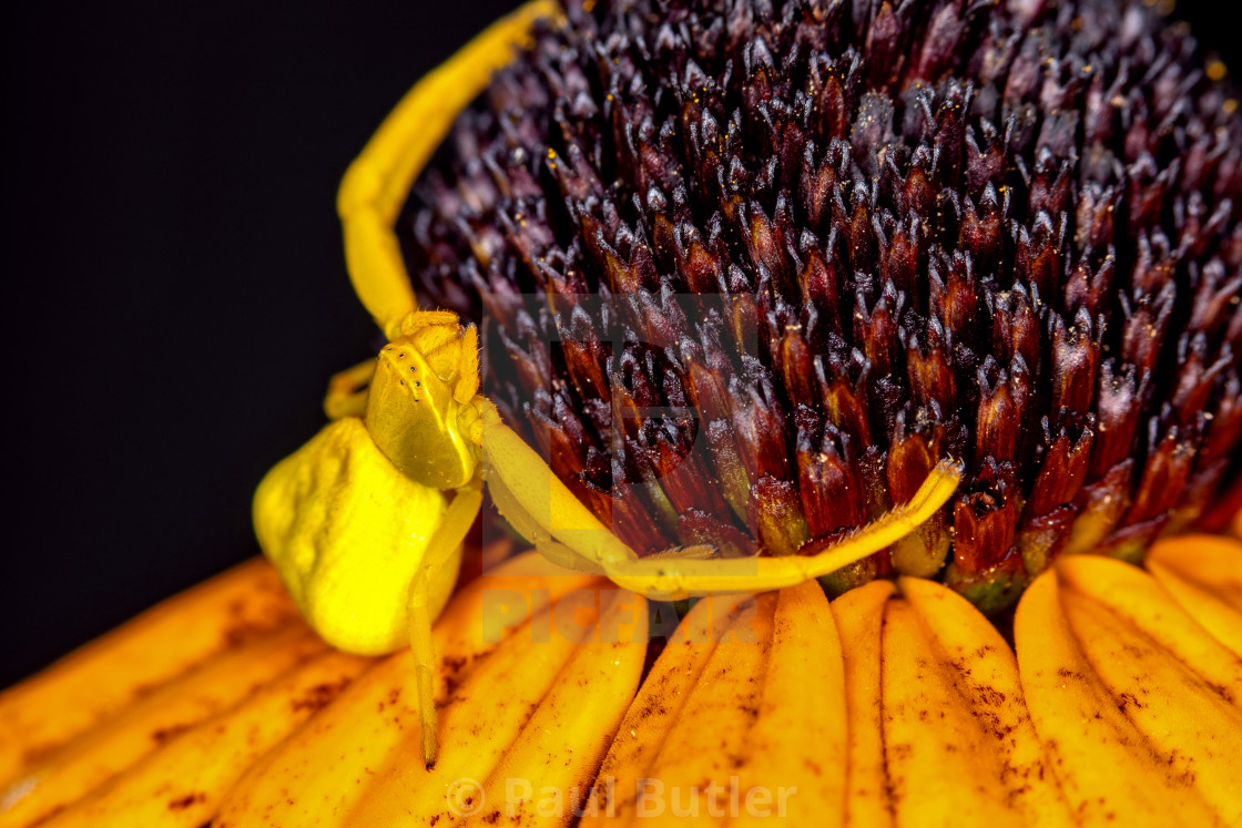 "Yellow Crab Spider on Black Eyed Susan Flower" by Paul Butler - $15.54 "Yellow Crab Spider on Black Eyed Susan Flower" stock image