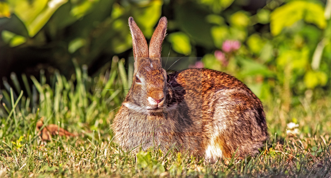 "Wild Rabbit" stock image