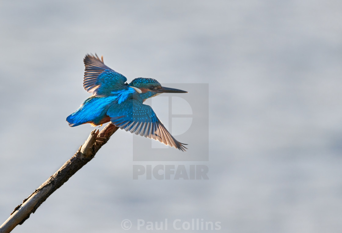 "Backlit Kingfisher taking off" stock image